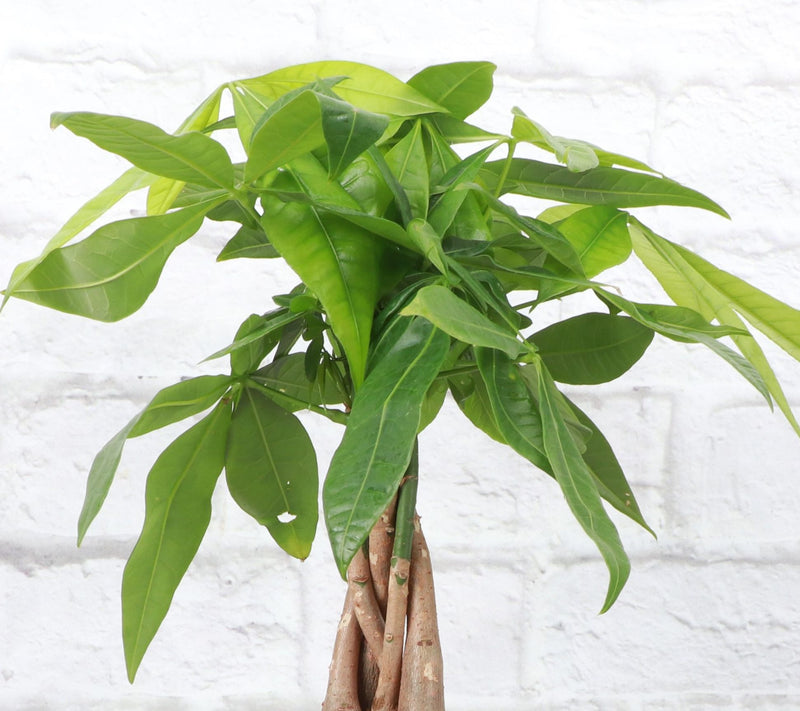 Thorsen's Greenhouse Live 4" Money Tree in Biod egradable Pot — View 8