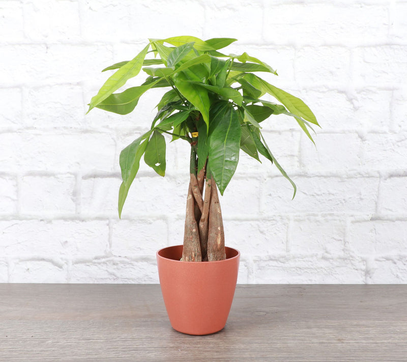 Thorsen's Greenhouse Live 4" Money Tree in Biod egradable Pot — View 6