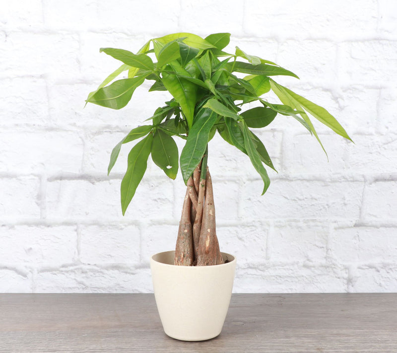 Thorsen's Greenhouse Live 4" Money Tree in Biod egradable Pot — View 7