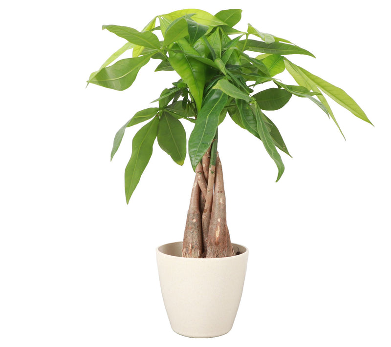 Thorsen's Greenhouse Live 4" Money Tree in Biod egradable Pot — Main view