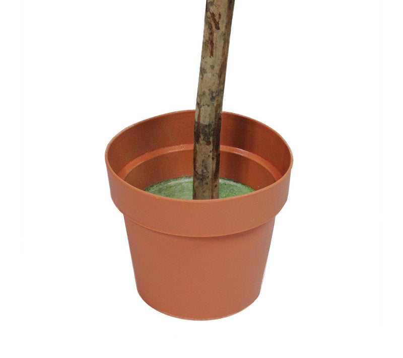 Northlight 4.5' Potted 2-Tone Boxwood Double Ball Topiary Tree — View 6
