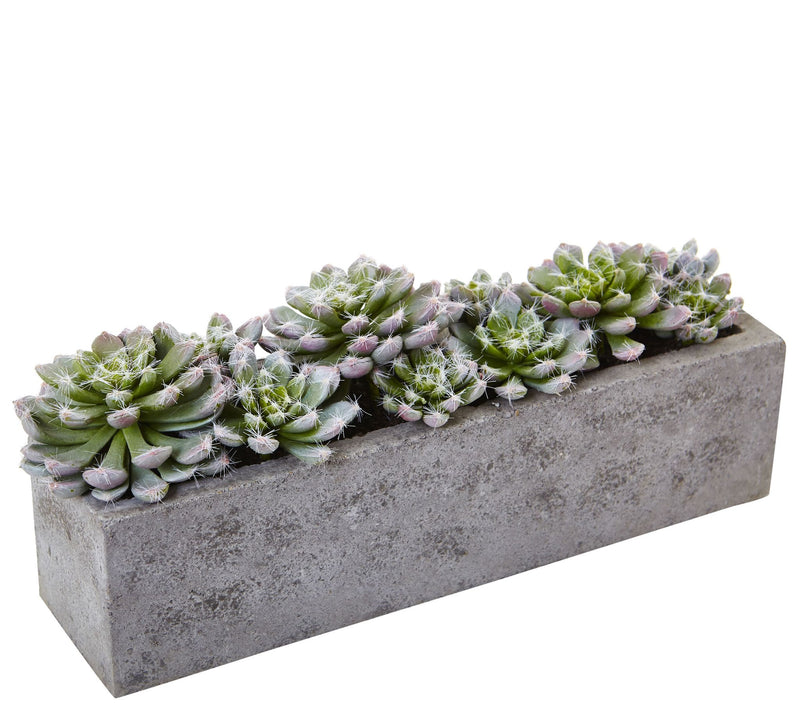 Succulent Garden in Concrete Planter by Nearlyatural — Main view