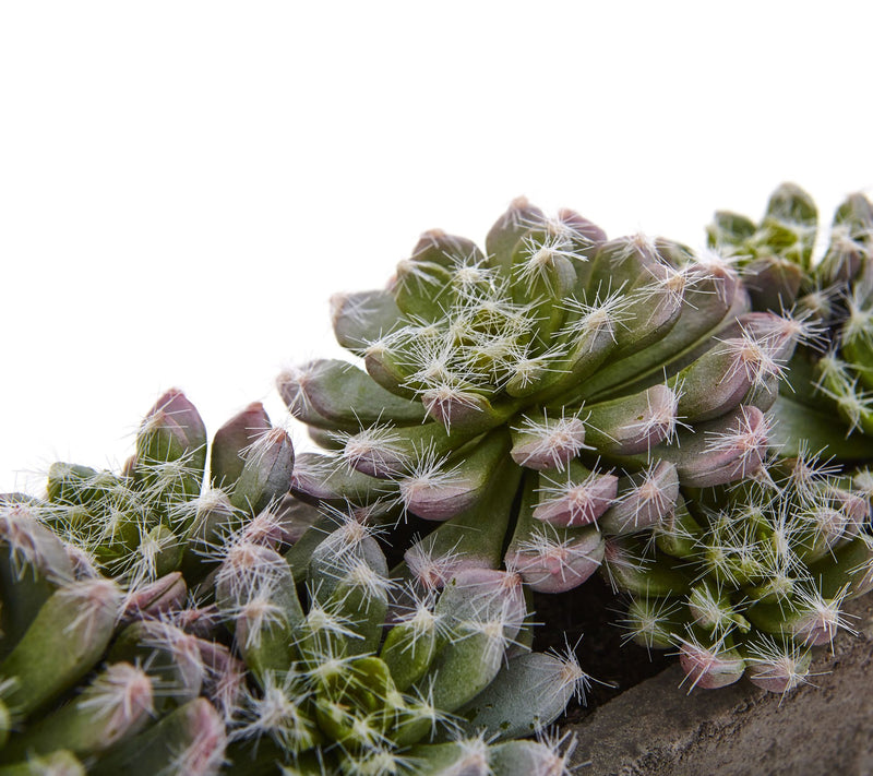 Succulent Garden in Concrete Planter by Nearlyatural — View 2