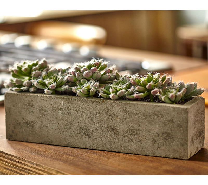Succulent Garden in Concrete Planter by Nearlyatural — View 5