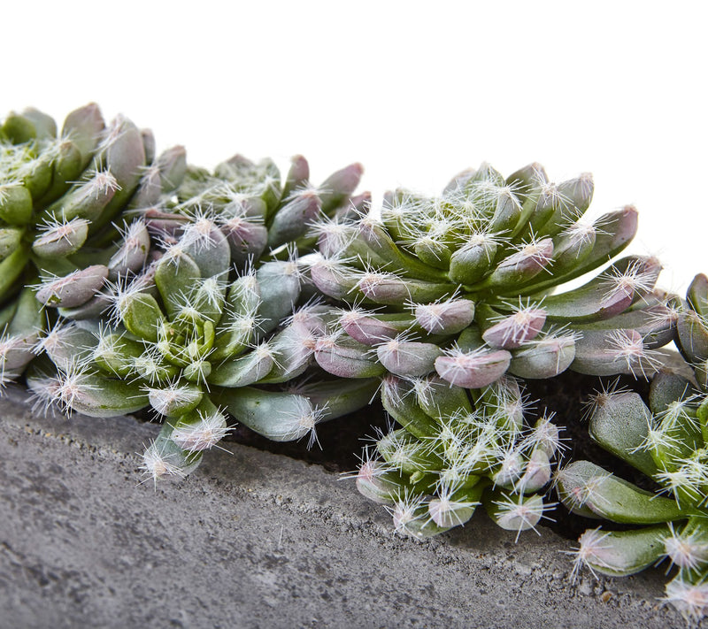 Succulent Garden in Concrete Planter by Nearlyatural — View 4