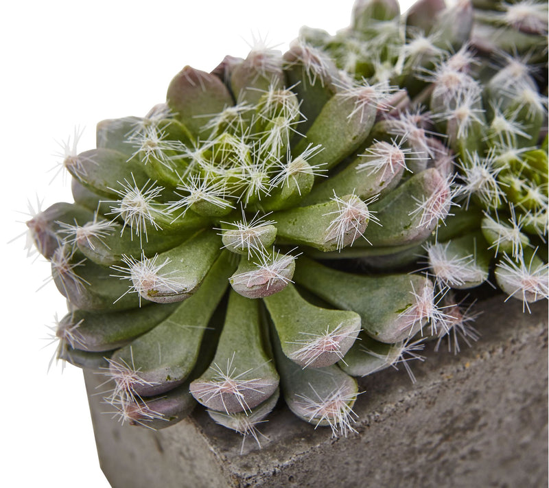 Succulent Garden in Concrete Planter by Nearlyatural — View 3
