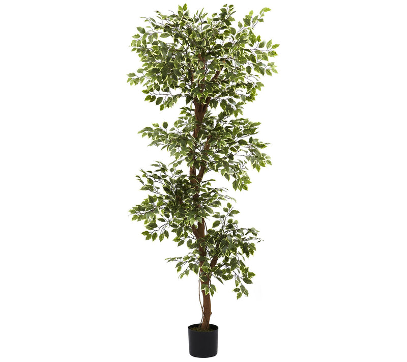 6' Variegated Ficus Silk Tree by Nearly Natural — Main view