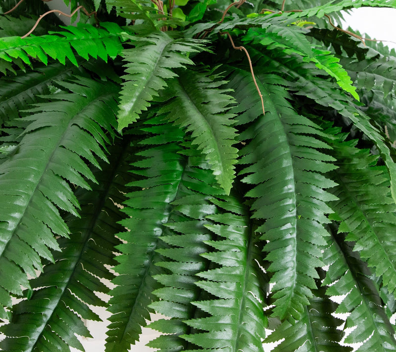 Set of 2 Boston Ferns by Nearly Natural — View 8