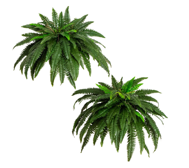 Set of 2 Boston Ferns by Nearly Natural — Main view