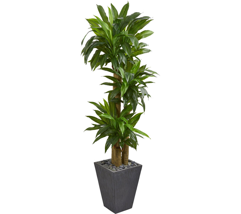 5'6" Cornstalk Dracaena in Gray Planter by Nearly Natural — Main view