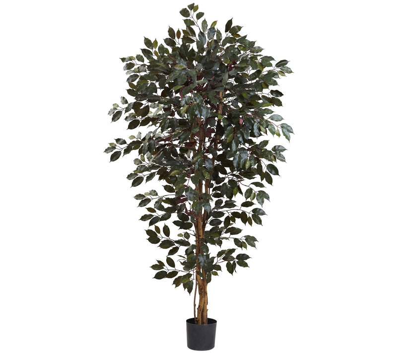 6' Capensia Ficus Tree by Nearly Natural — Main view