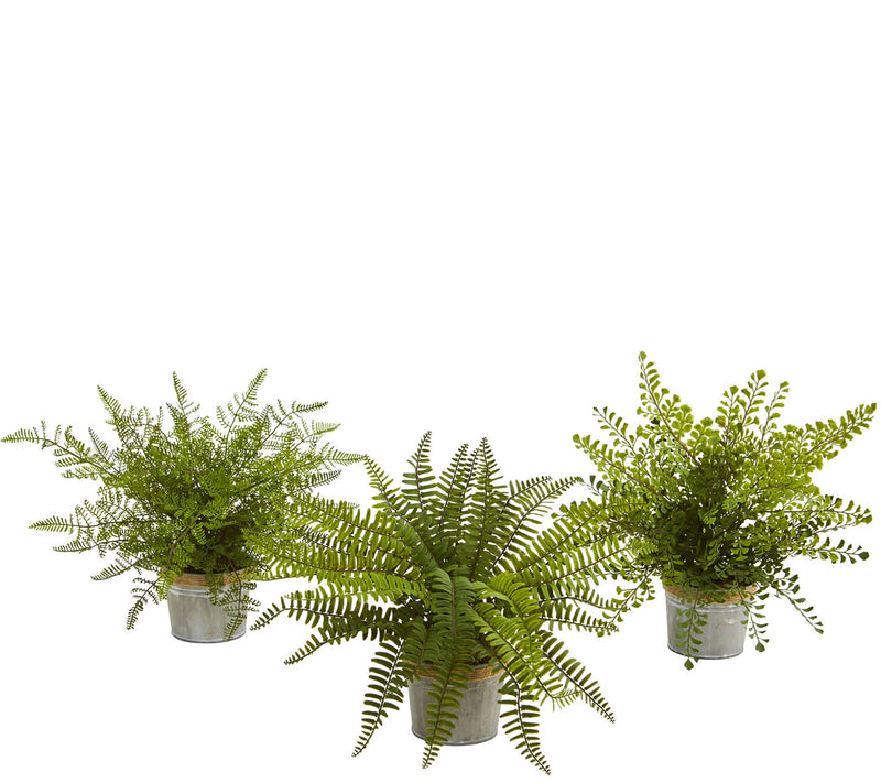 Set of 3 14" Assorted Ferns with Planter by Nearly Natural — Main view
