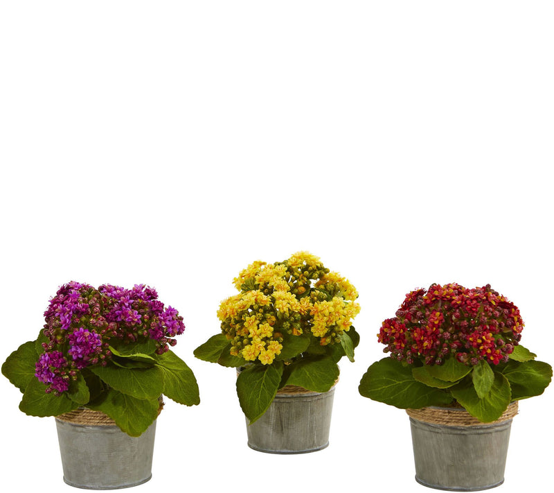 Set of 3 Kalanchoe Arrangements by Nearly Natural — Main view