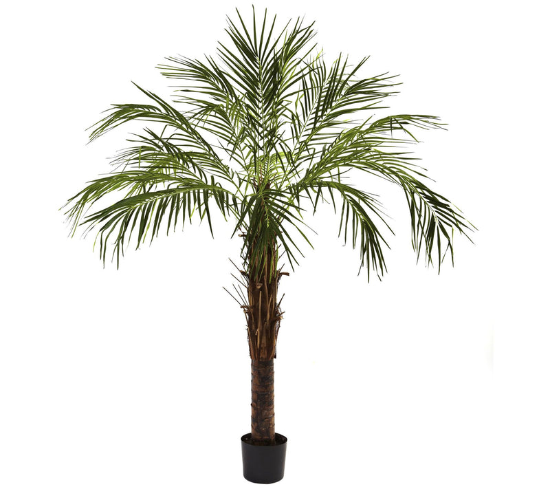 6' Robellini Palm Tree by Nearly Natural — Main view
