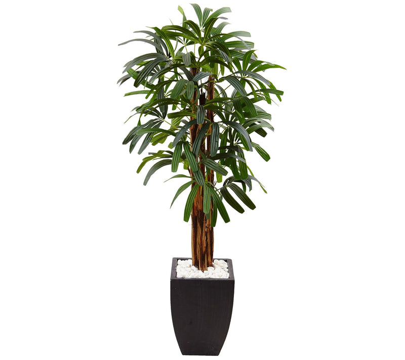 5.5' Raphis Plam Tree in Black Planter by Nearly Natural — Main view