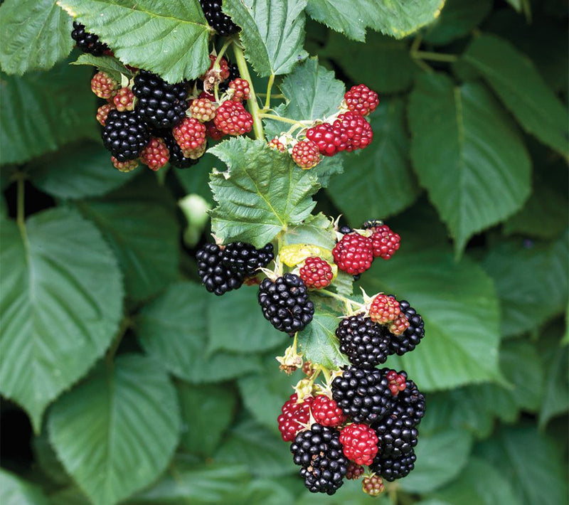 Roberta's 2-Piece Cumberland Black Raspberry Co llection — View 2