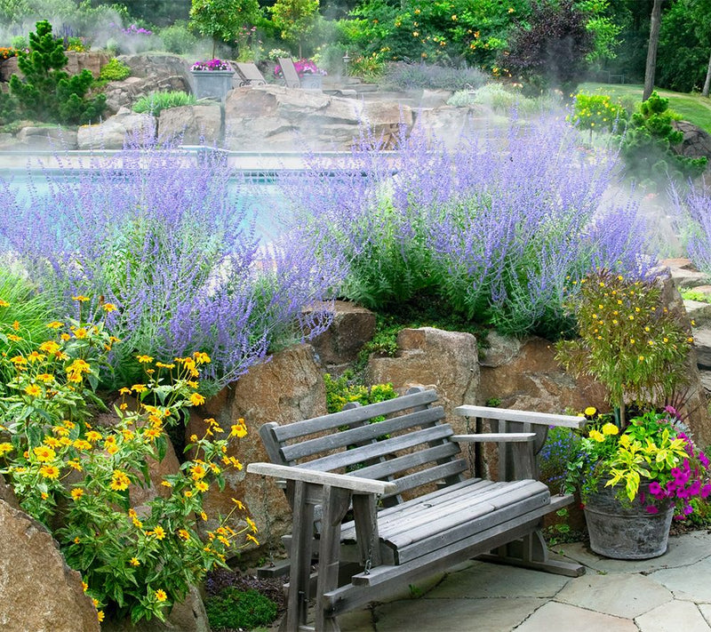Roberta's 3-Piece Little Spire Russian Sage — View 7