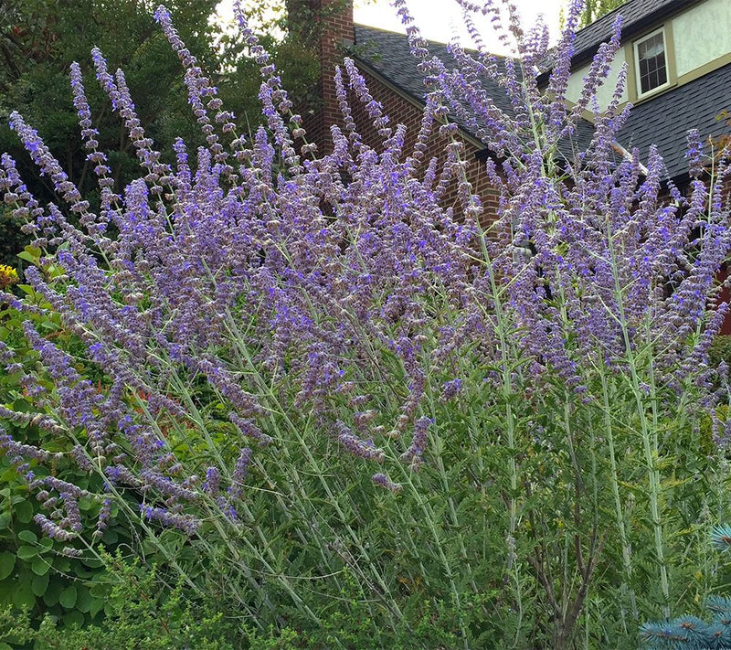 Roberta's 3-Piece Little Spire Russian Sage — View 6