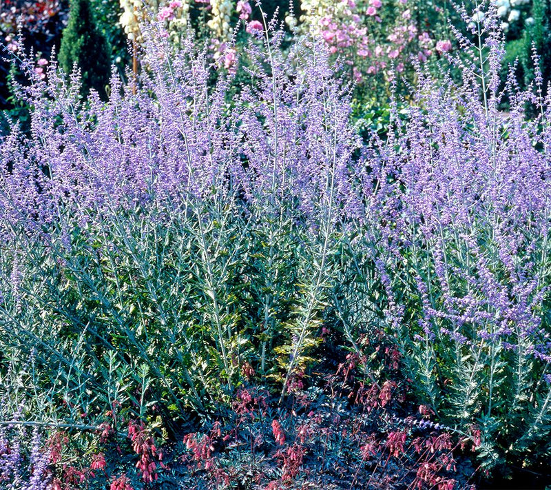 Roberta's 3-Piece Little Spire Russian Sage — View 5