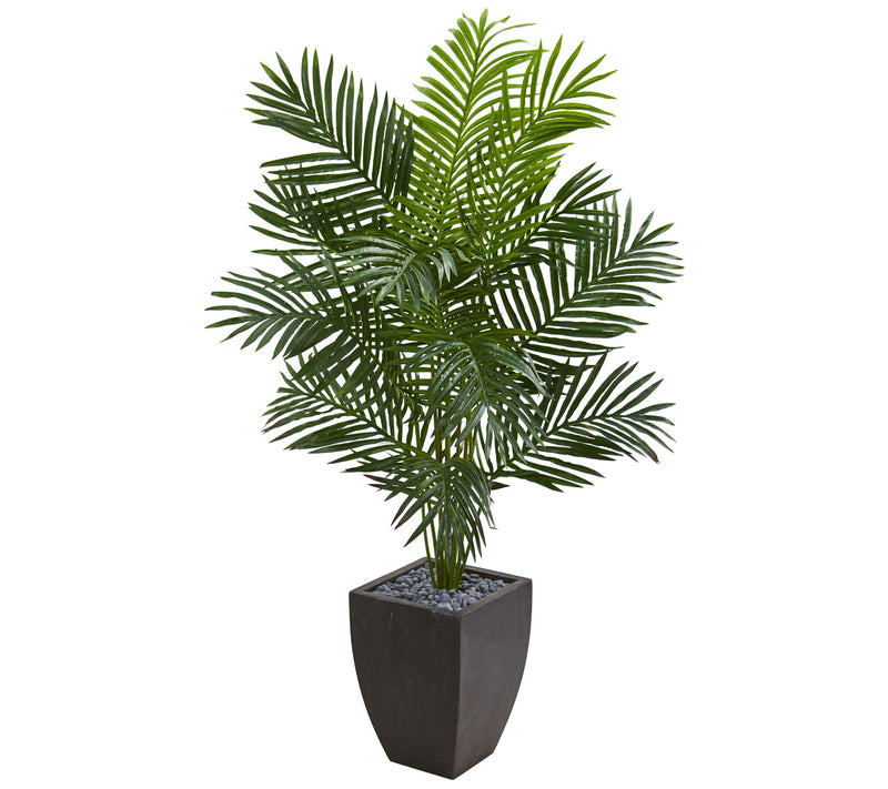 5.5 ft. Paradise Palm in Black Planter by Nearly Natural — Main view