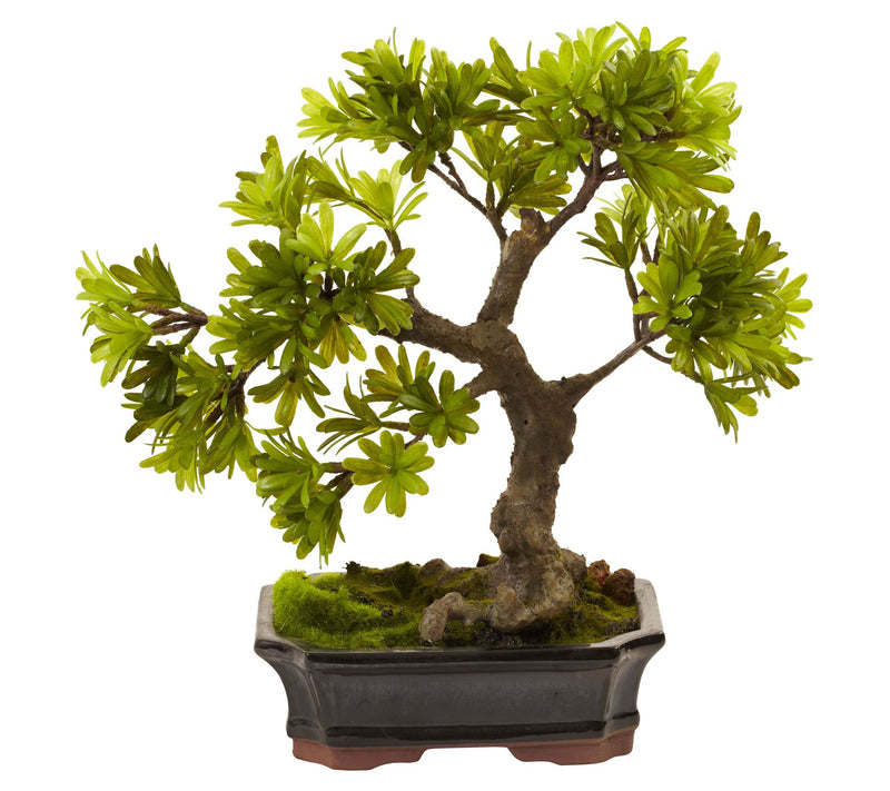 Podocarpus with Mossed Bonsai Planter by NearlyNatural — Main view
