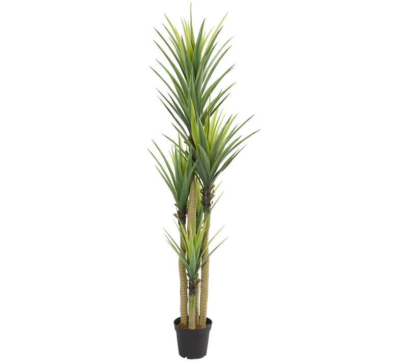 Dracaena Plant by Nearly Natural — Main view