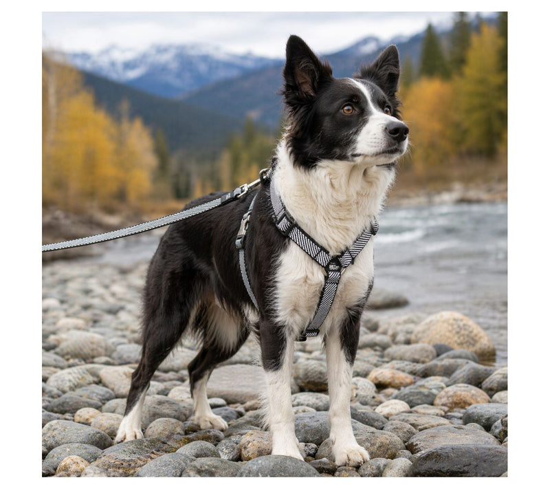 Pet Life 'Escapade' Outdoor Series 2-in-1 Dog Lsh & Harness — View 12