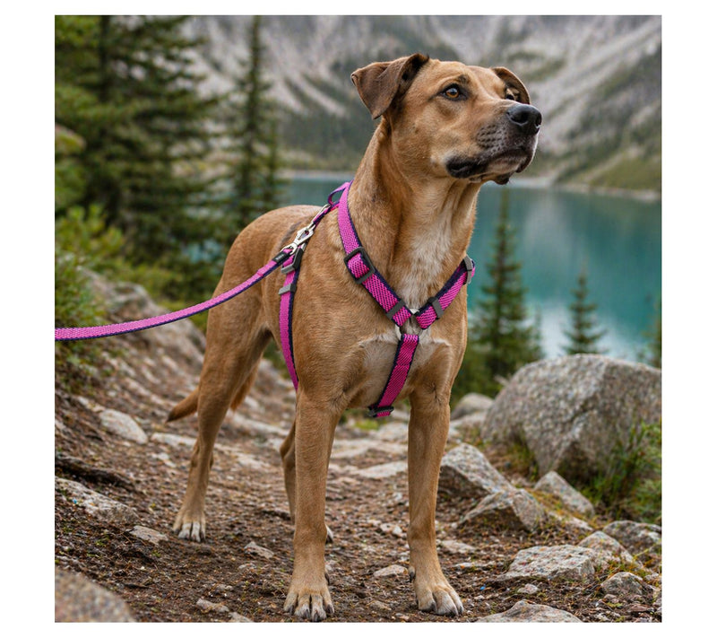 Pet Life 'Escapade' Outdoor Series 2-in-1 Dog Lsh & Harness — View 13