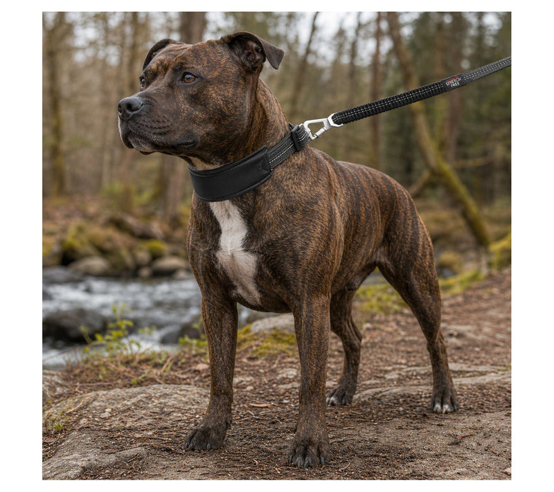 Pet Life 'Geo-prene' 2-in-1 Reflective Dog Leash and Collar — View 9