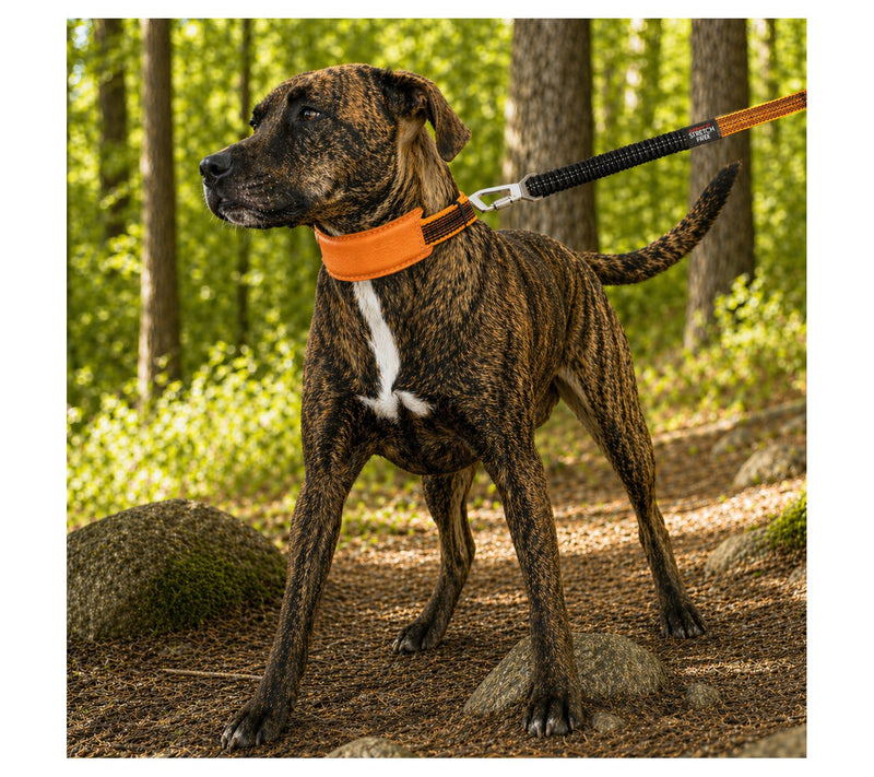 Pet Life 'Geo-prene' 2-in-1 Reflective Dog Leash and Collar — View 11