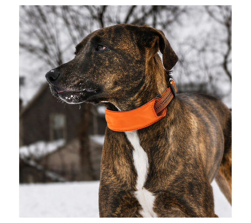 Pet Life 'Geo-prene' 2-in-1 Reflective Dog Leash and Collar — View 12