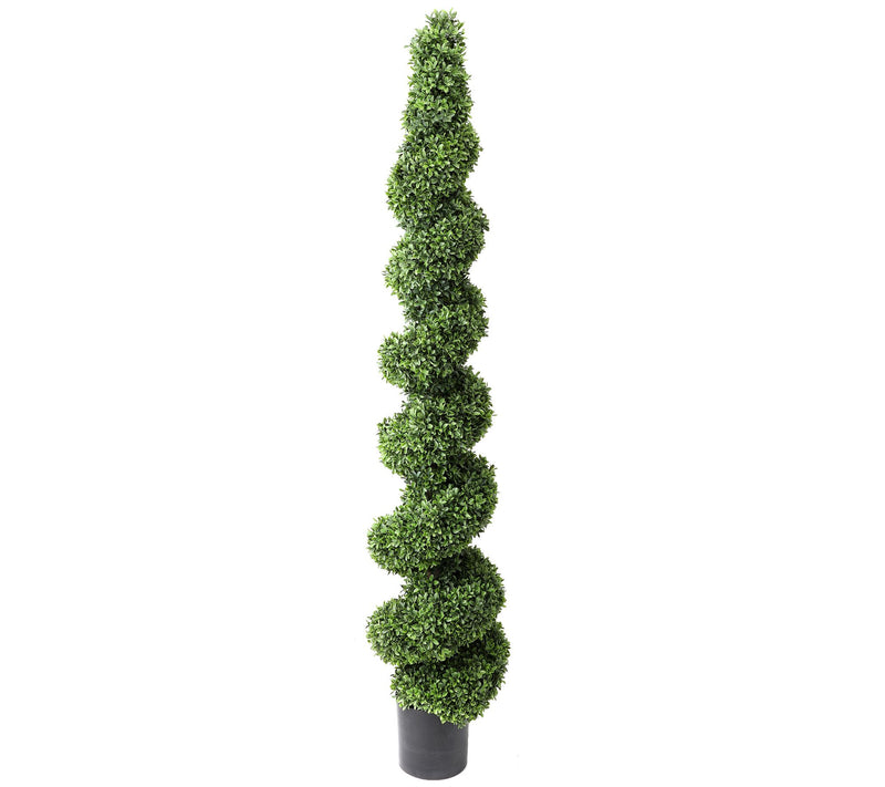 American Boxwood Spiral Topiary by Valerie — Main view
