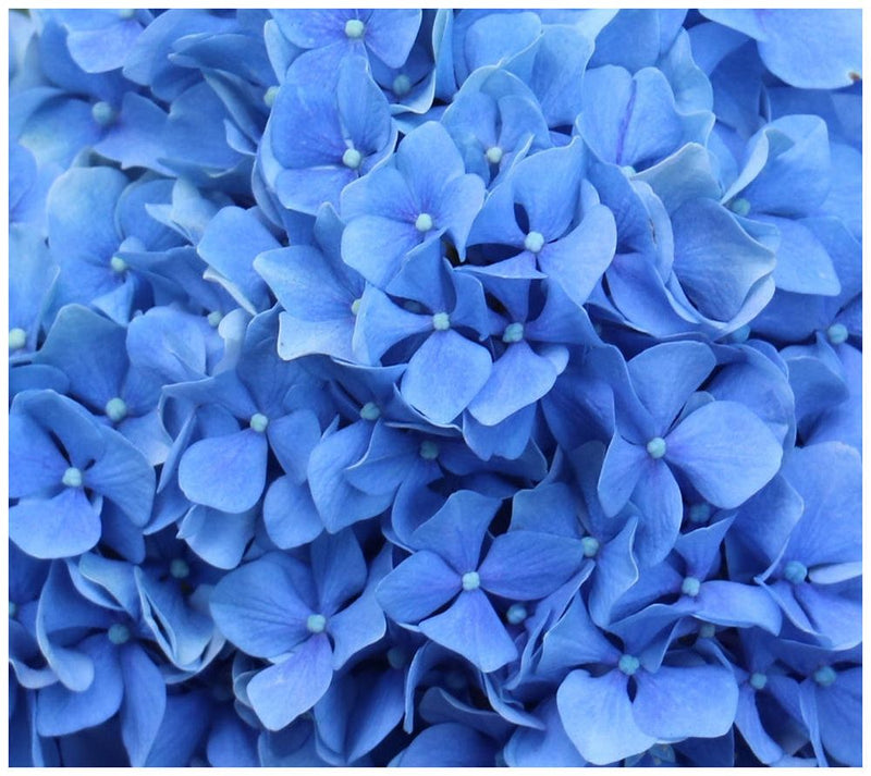 Cottage Farms 2-Piece Nikko Blue Hydrangea — View 2