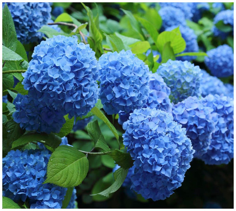 Cottage Farms 2-Piece Nikko Blue Hydrangea — Main view