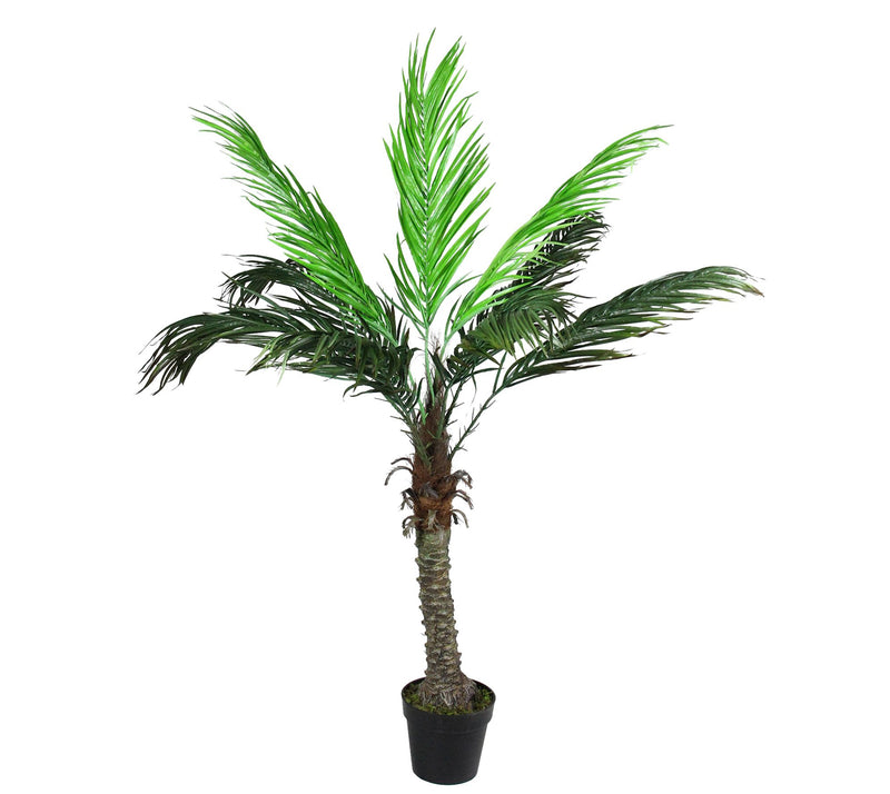 Northlight Pott ed Brown and Gr een Phoenix Pal m Tree — Main view