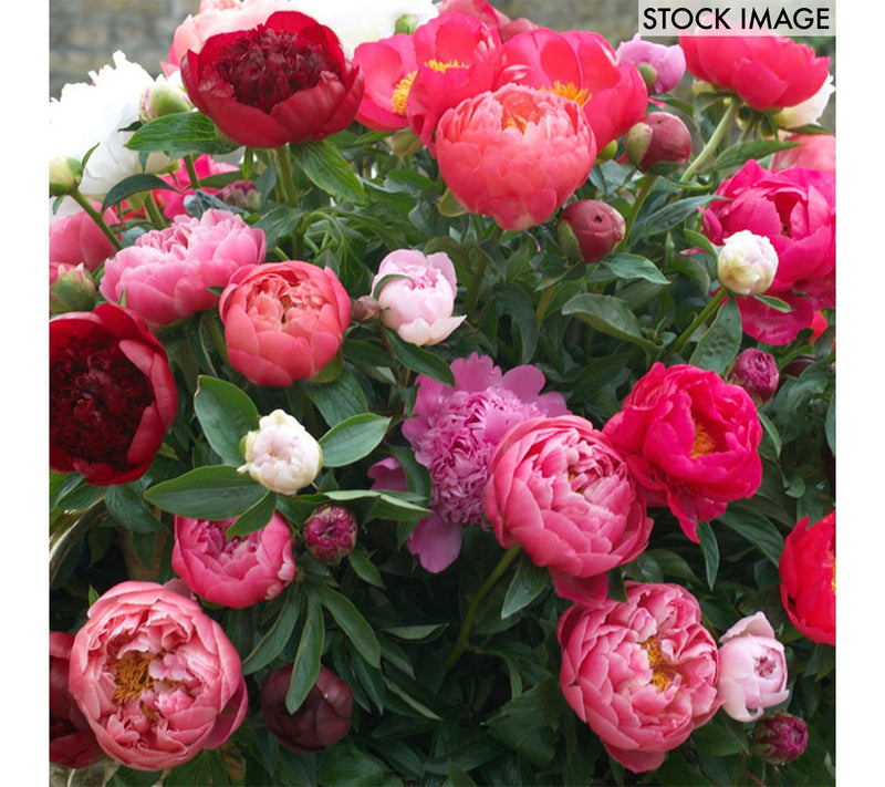 Van Zyverden Peonies Mixed Varieties Set of 6 Roots — Main view