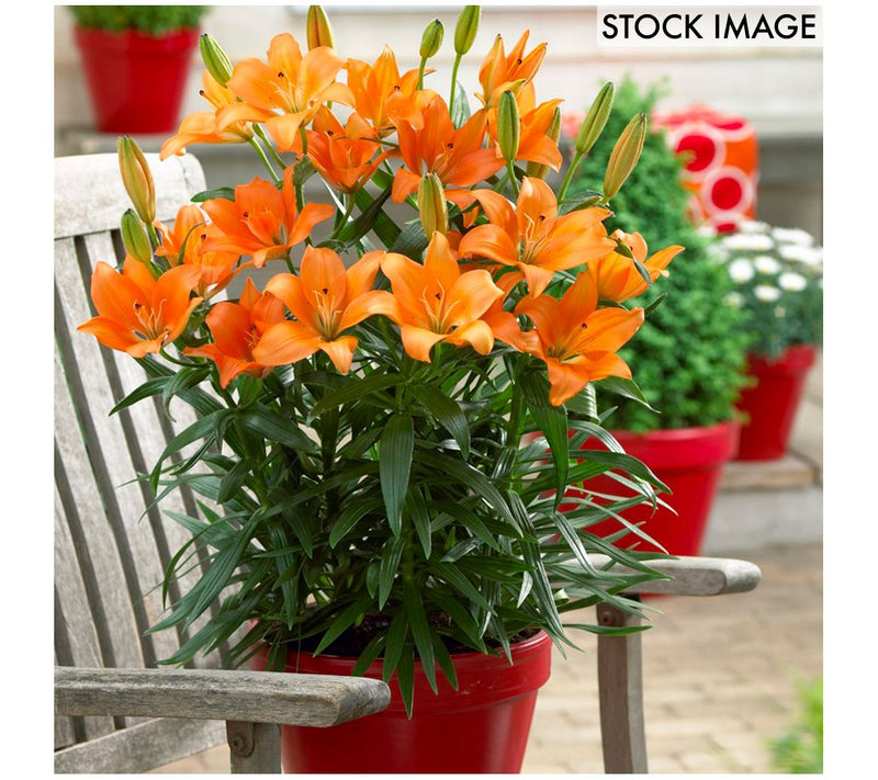 Van Zyverden Lilies Orange For Patio And Containers 7 Bulbs — Main view