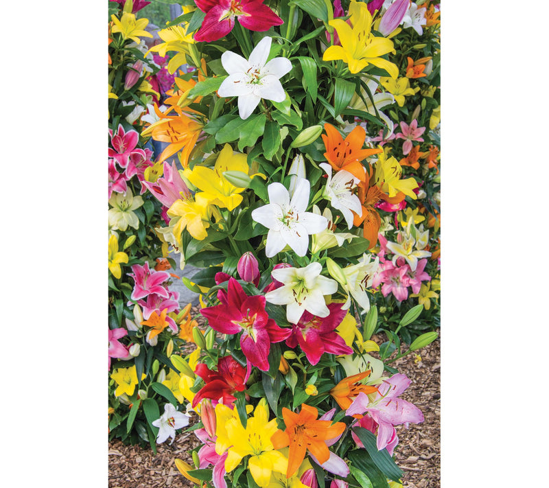 Roberta's 20 pc. Oriental and Asiatic Lily Mix — Main view