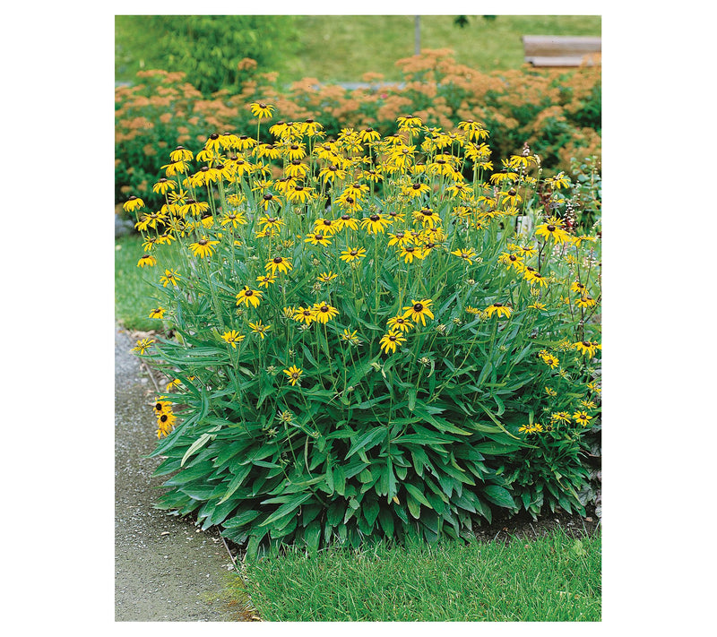Roberta's 3-Pc Black Eyed Susan Little Suzy — View 4