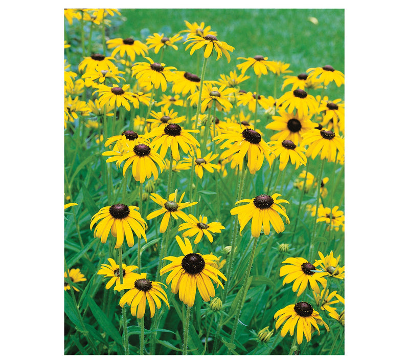 Roberta's 3-Pc Black Eyed Susan Little Suzy — View 3