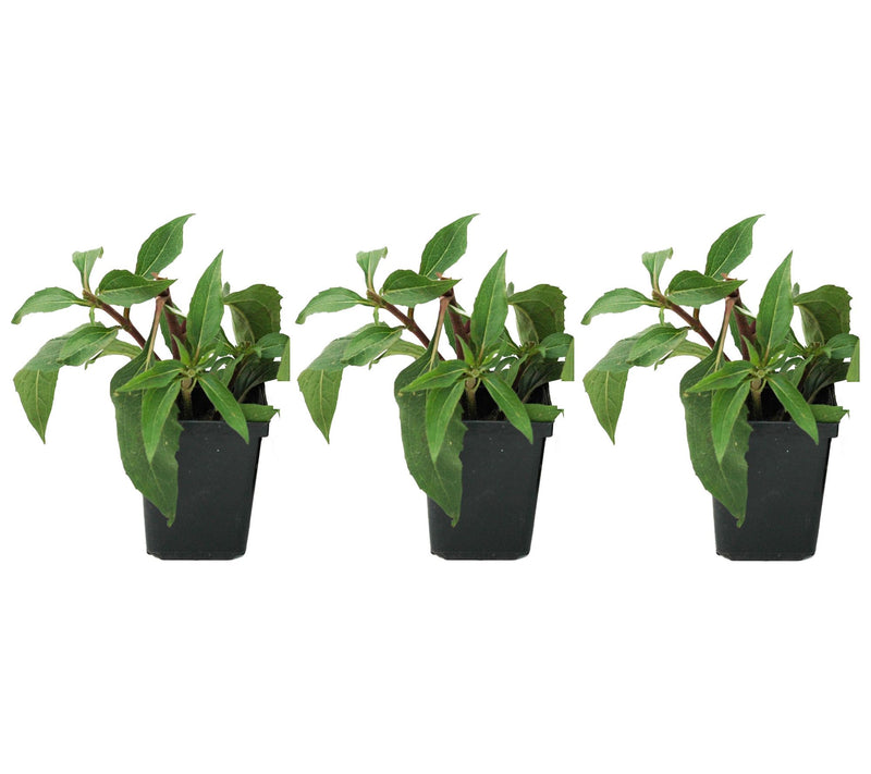 Roberta's 3-Pc Black Eyed Susan Little Suzy — View 6