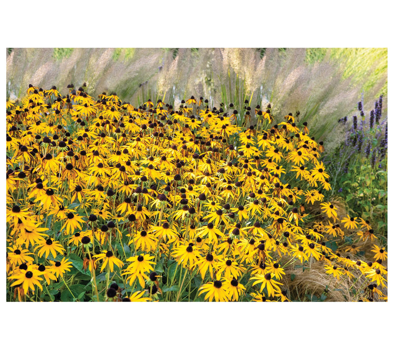 Roberta's 3-Pc Black Eyed Susan Little Suzy — View 5