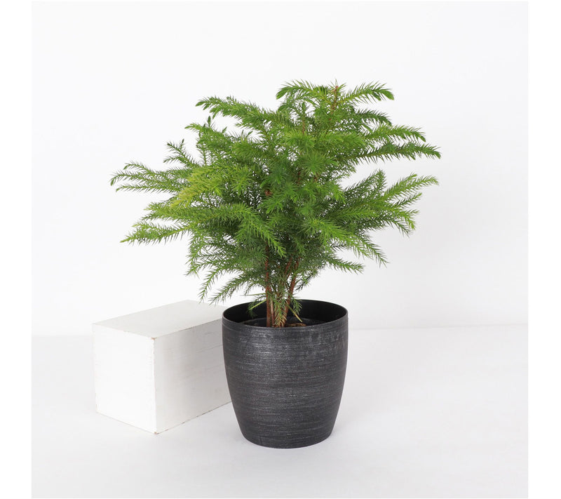 Thorsen's Greenhouse Live 4" Norfolk Pine Plantin Pot — View 11