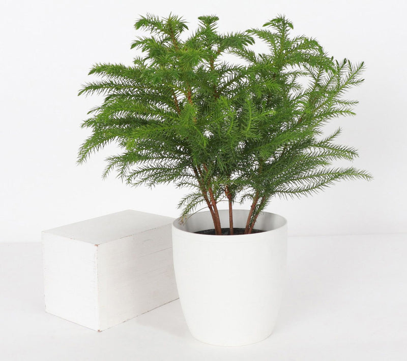 Thorsen's Greenhouse Live 4" Norfolk Pine Plantin Pot — View 13
