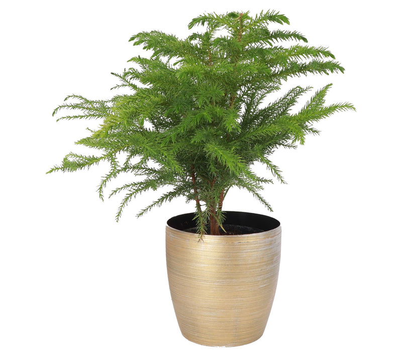 Thorsen's Greenhouse Live 4" Norfolk Pine Plantin Pot — Main view