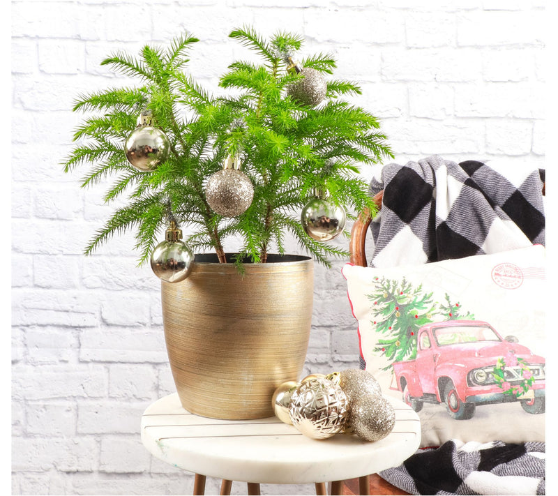 Thorsen's Greenhouse Live 4" Norfolk Pine Plantin Pot — View 5