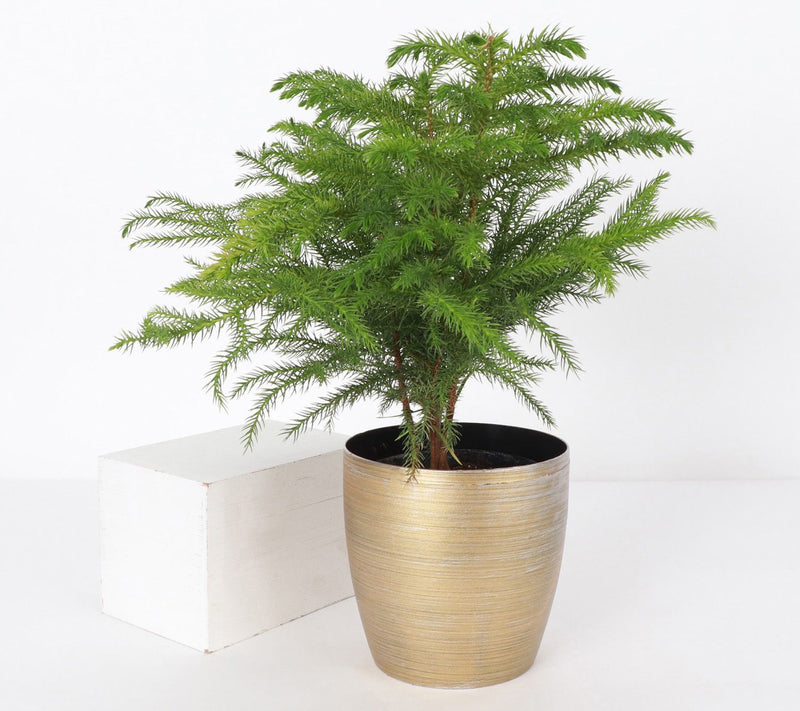 Thorsen's Greenhouse Live 4" Norfolk Pine Plantin Pot — View 2