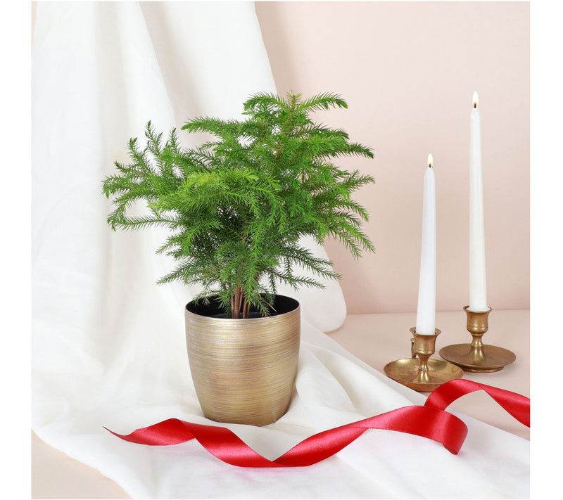 Thorsen's Greenhouse Live 4" Norfolk Pine Plantin Pot — View 4