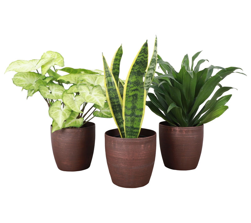 Thorsen's Greenhouse Set of 3 Live 4" Low LightHouseplants — Main view