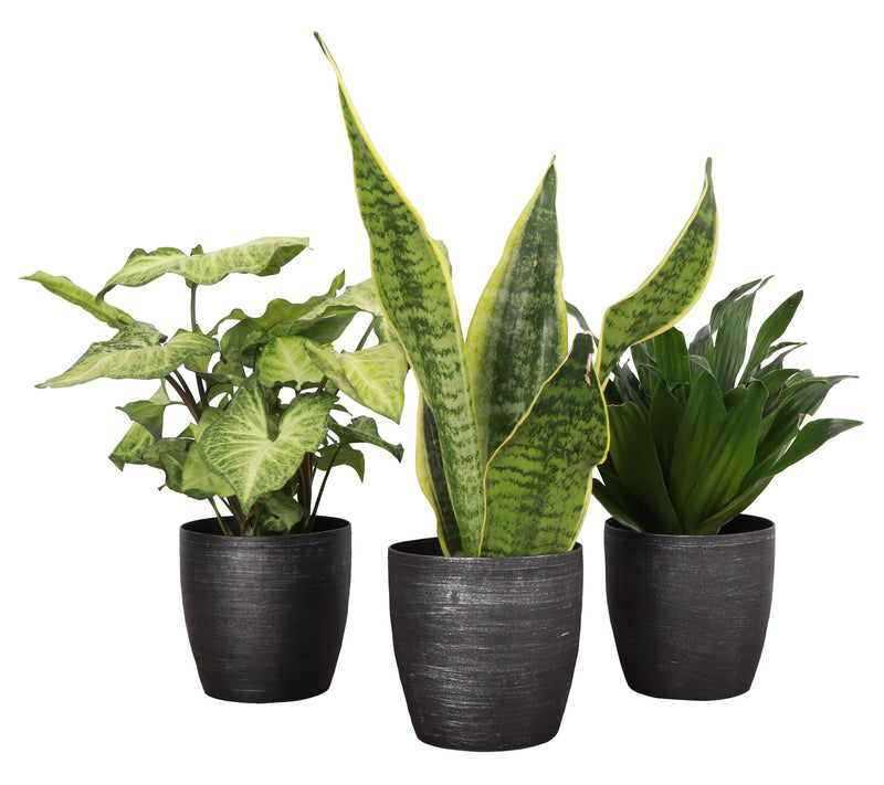 Thorsen's Greenhouse Set of 3 Live 4" Low LightHouseplants — View 12